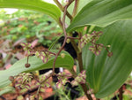 Maianthemum fuscum