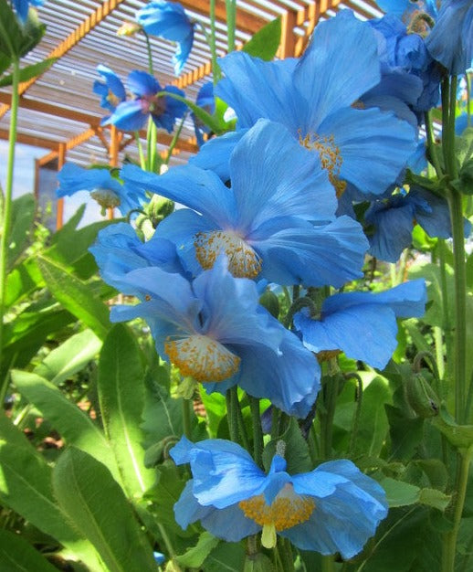 Meconopsis 'Lingholm' Himalayan Blue Poppy