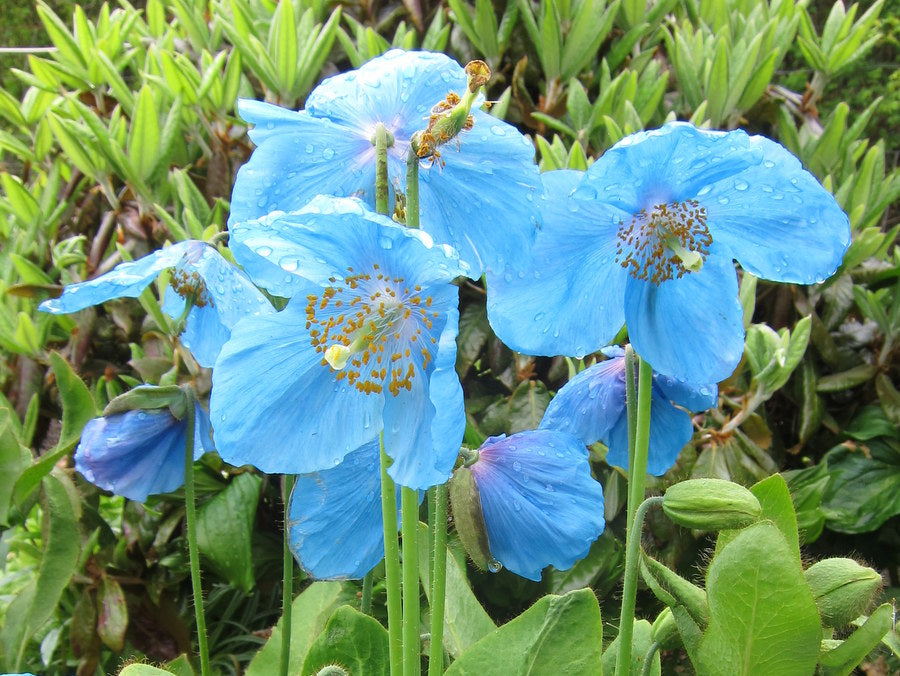 Meconopsis 'Lingholm' Himalayan Blue Poppy