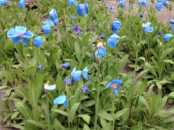 Meconopsis baileyi himalayan blue poppy