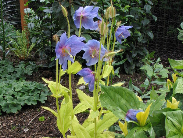 Meconopsis Golden Group himalayan poppy