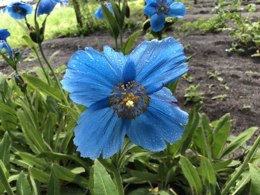 Blue himalayan poppy flower Meconopsis Lingholm