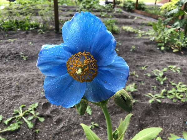 Meconopsis Lingholm Himalayan Blue Poppy