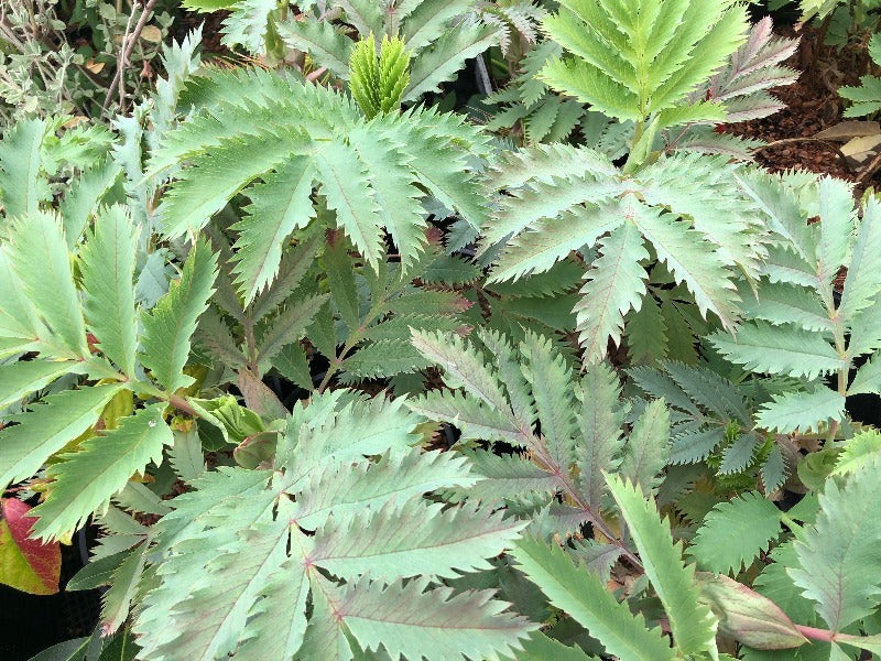 Melianthus purple haze