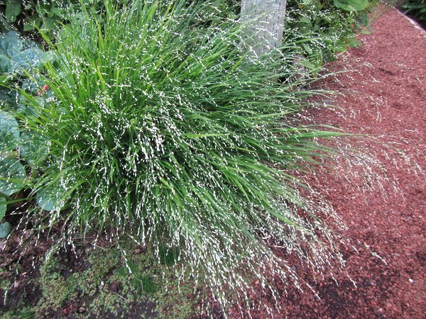 melica altissima 'alba for sale Melica uniflora f. albida