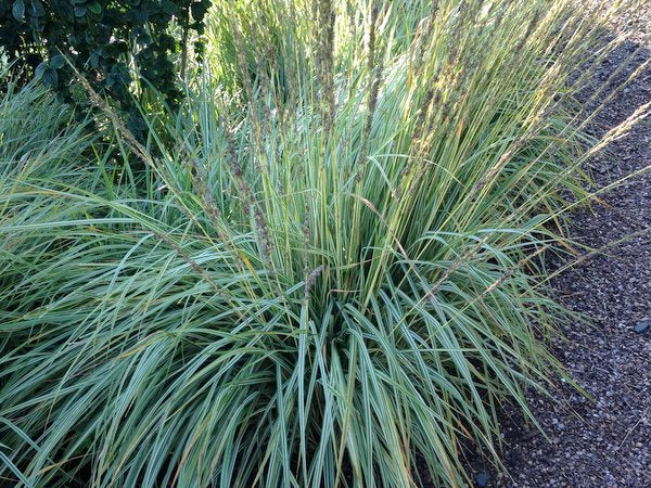 Molinia caerulea subsp. caerulea 'Edith Dudszus'