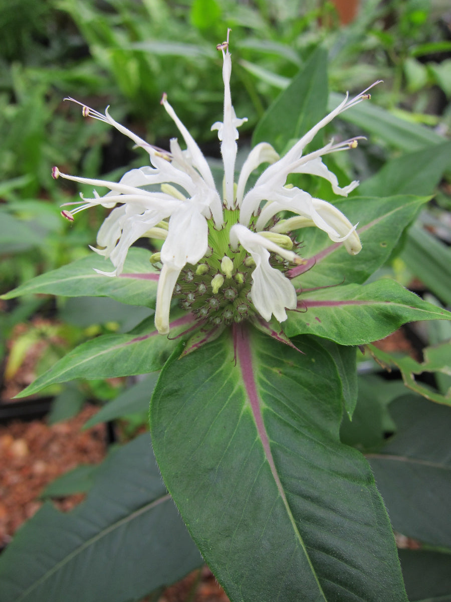 Monarda austroappalachiana