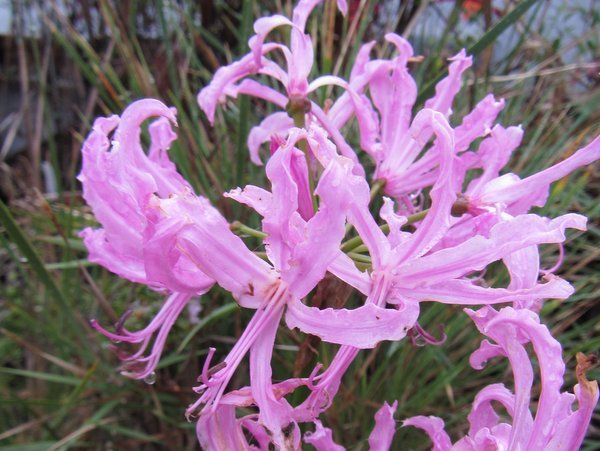 Nerine 'Pink Triumph' - Dutch Form