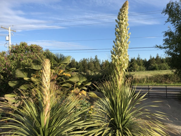 Two flower spikes of Nolina hibernica 'La  Siberica'