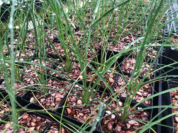 Pots of small Nolina beldingii plants