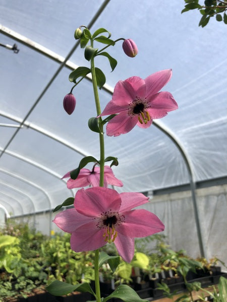 Lilium – Far Reaches Farm