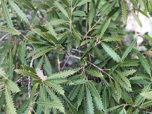 Notholithocarpus densiflorus f. attenuato-dentatus