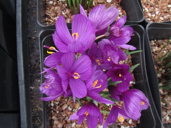 Olsynium douglasii FRF8587 - rounded purple