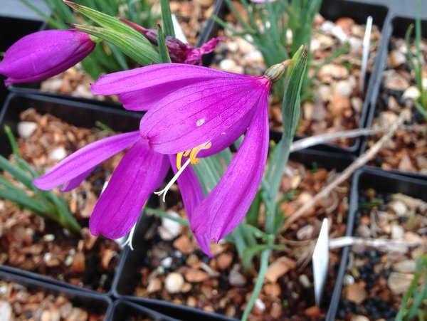 Olsynium douglasii FRF7882 - large purple, long petals