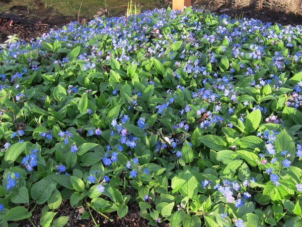 Omphalodes verna 'Grandiflora'