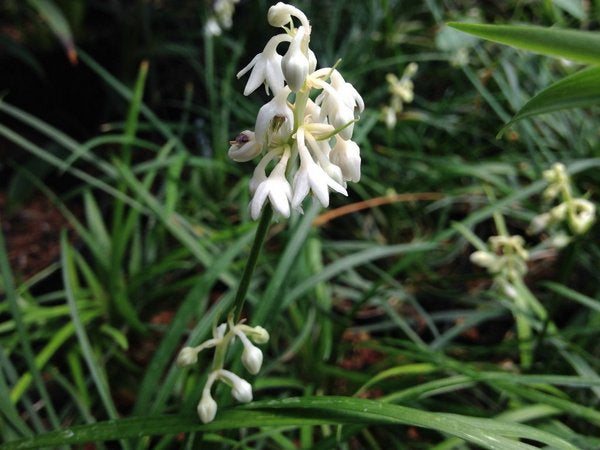 Ophiopogon sp. CGG 14041