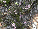 Ophiopogon planiscapus 'Kokuryu'  syn. 'Nigrescens'