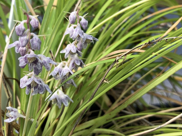 Ophiopogon sp. FMWJ 13118