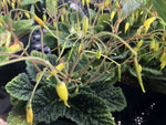 Oreocharis pankaiyuae (syn. Tremacron aurantiacum)