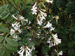 White tubular flowers of a Osmanthus delavayi shrub