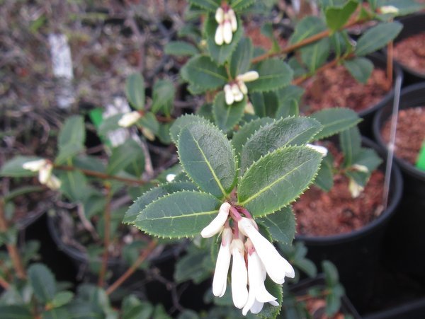 Osmanthus delavayi CDHM 14524 (previously as Osmanthus sp.) – Far