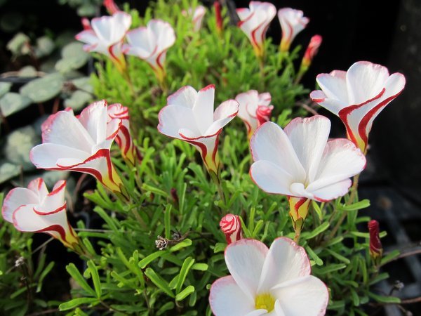 Oxalis versicolor
