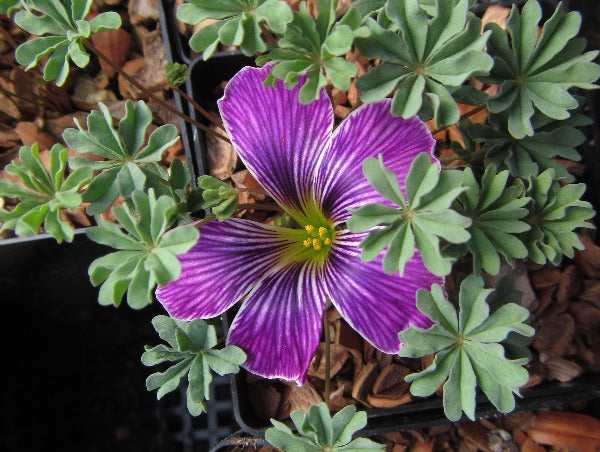 purple shamrock rock garden flower oxalis hybrid