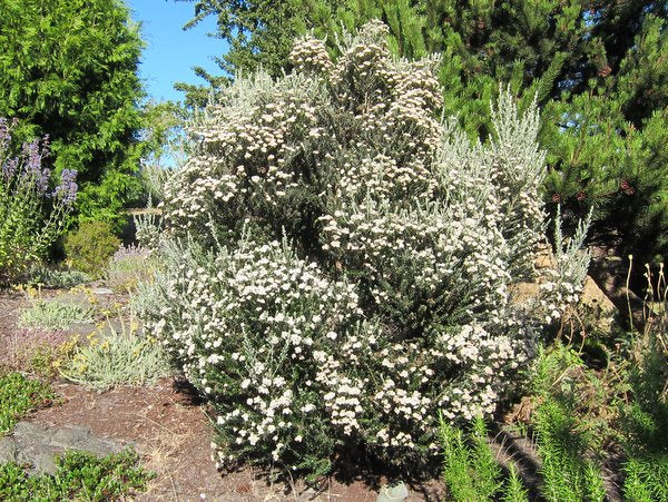 Cassinia x ozothamnus