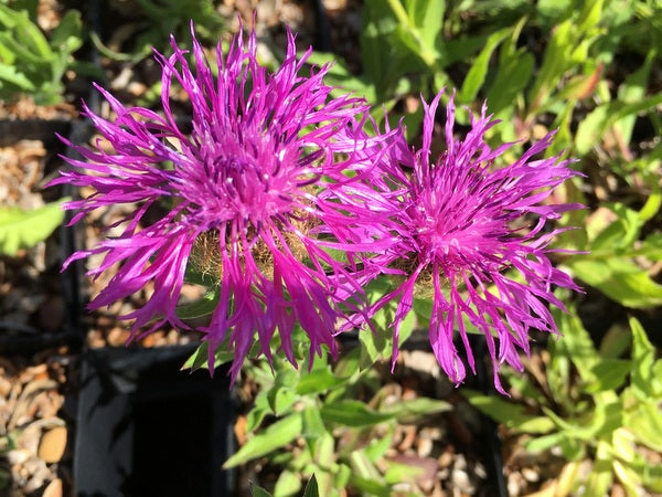 Two magenta flowers of Centaurea nervosa