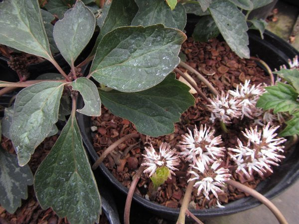 Pachysandra procumbens 'Little's Pixie Dragon'