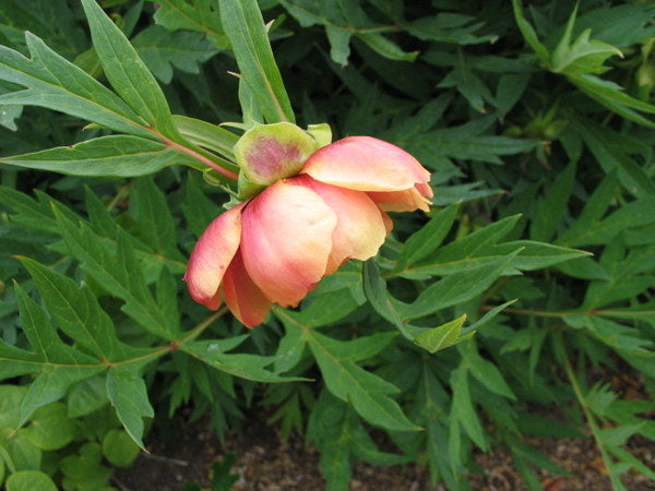 Paeonia delavayi ex orange flowered form