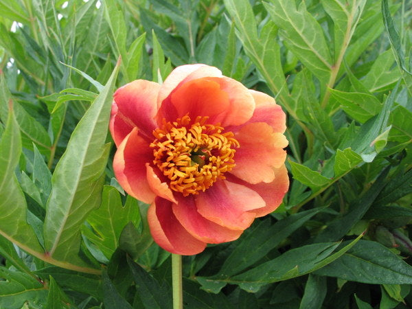 Paeonia delavayi ex orange flowered form