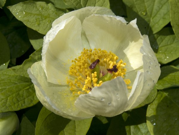 Paeonia japonica (syn. obovata subsp. japonica)