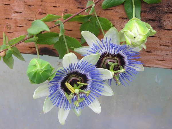 Passiflora caerulea 'Clear Sky'