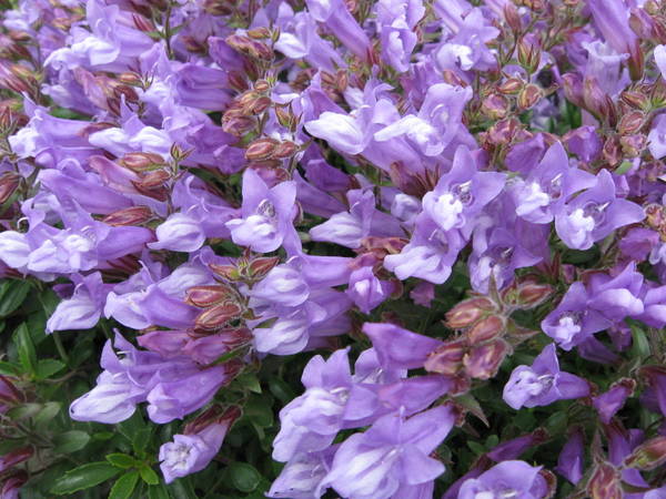 Penstemon fruticosus var. serratus