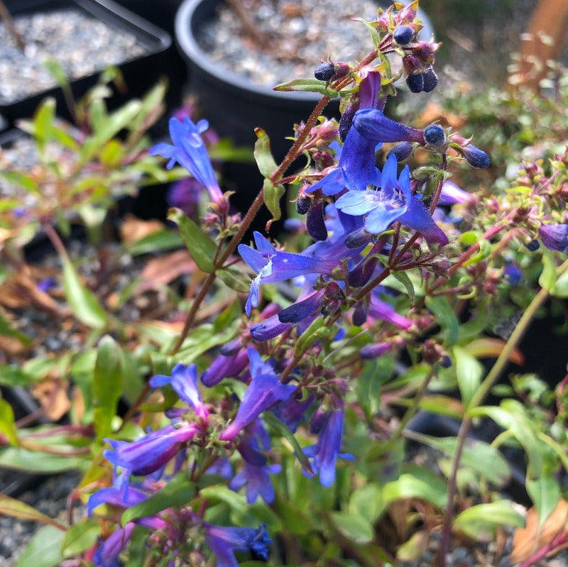 Penstemon albertinus