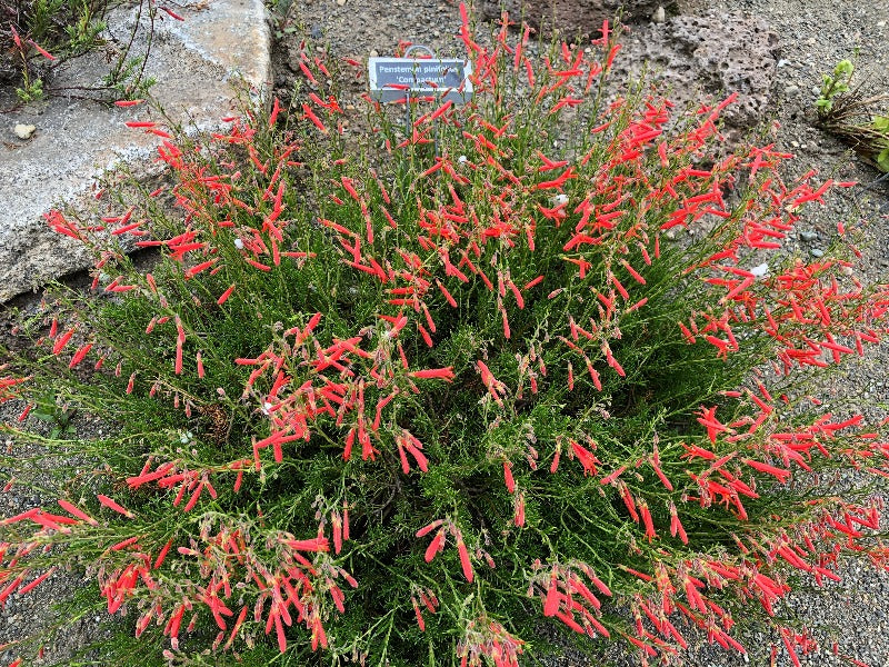 Red flowers penstemon pinifolius 'Compactum' shrub rock garden