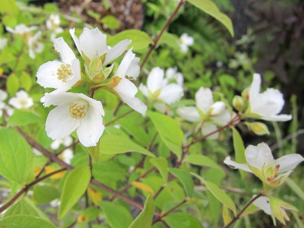 Philadelphus microphyllus 'Charles Price'