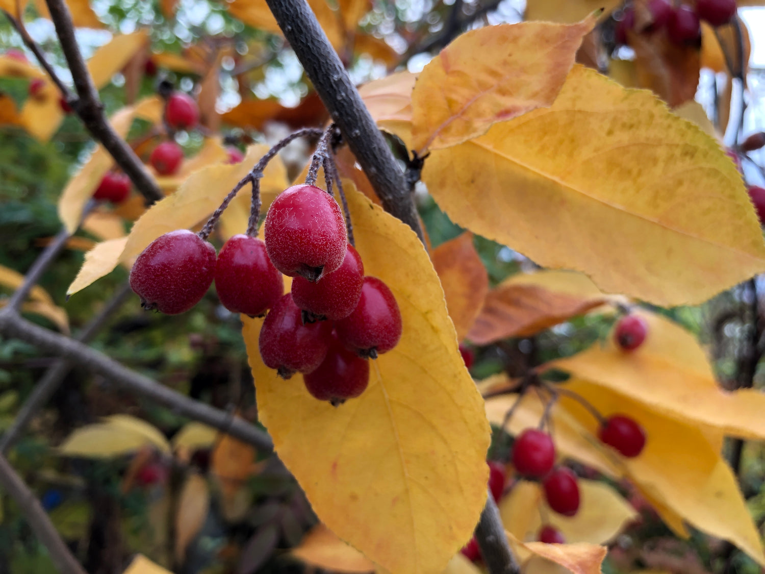 Photinia beauverdiana (syn. Pourthiaea beauverdiana) H2MD 096