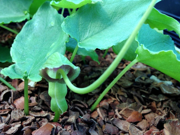 Pinellia cordata (Green Form)