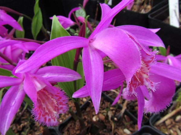 Magenta orchid flowers of Pleione 'Tongariro'