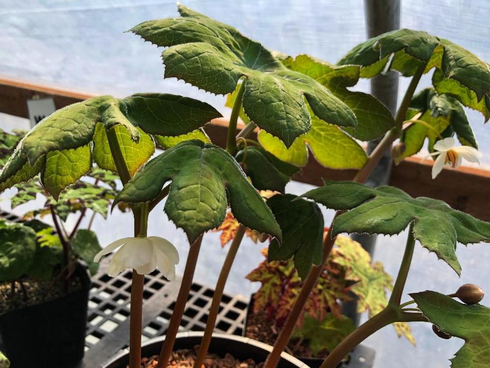 Podophyllum aurantiocaule subsp. aurantiocaule (syn. Dysosma)