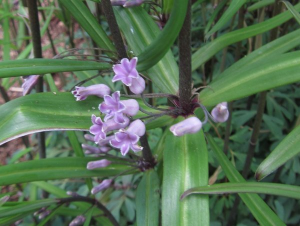 Polygonatum cf. curvistylum