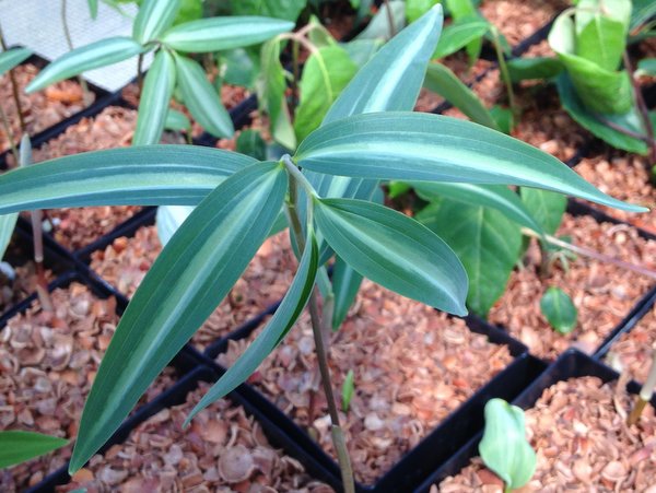 Polygonatum falcatum - silver striped