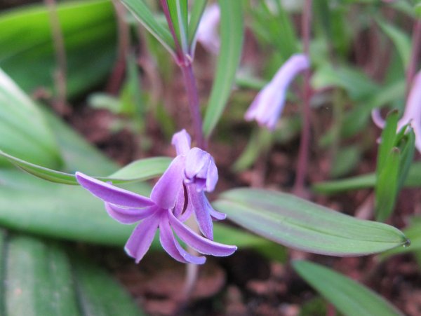 Polygonatum cf. graminifolium