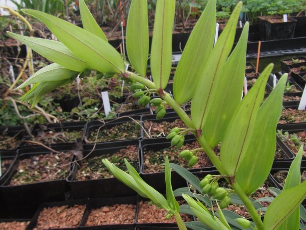 Polygonatum mengtzense FMWJ 13066