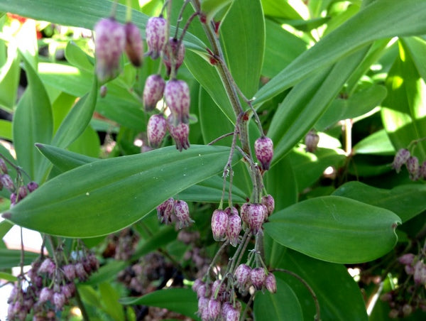 Polygonatum prattii MD12-38