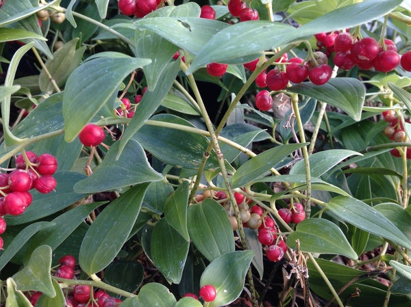 Leaves and red berries of Polygonatum urceolatum