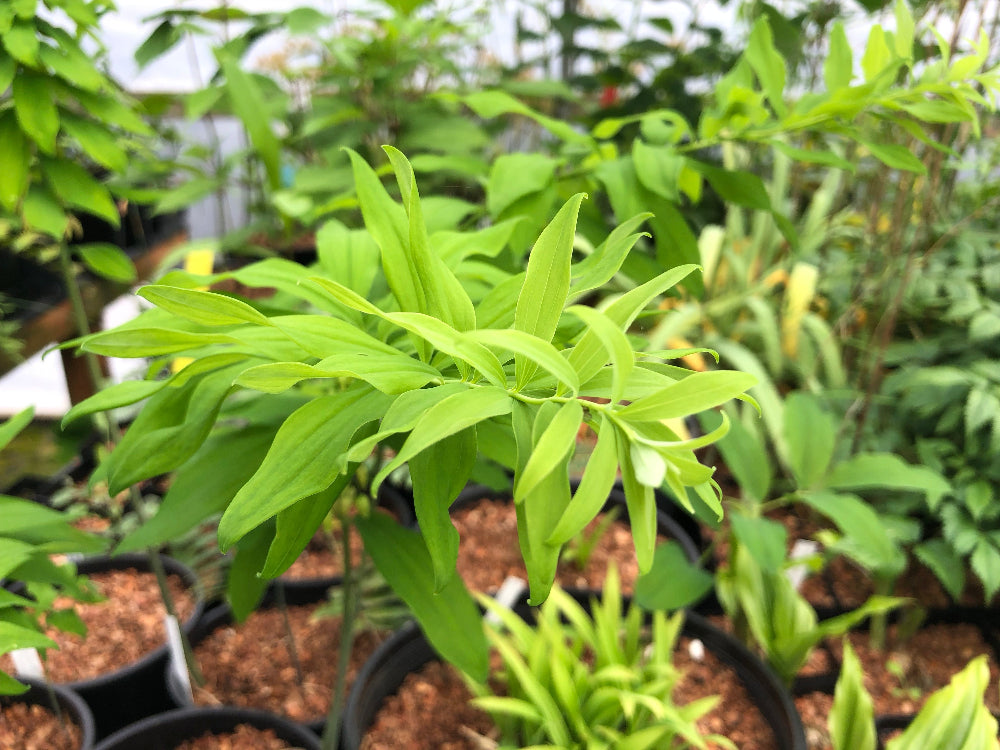 Polygonatum biflorum 'Feather Boa'