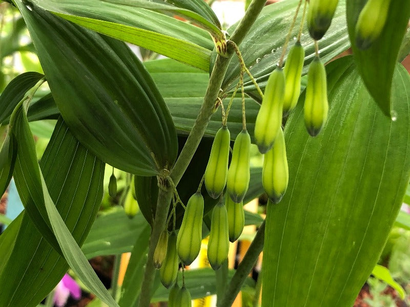 polygonatum martini